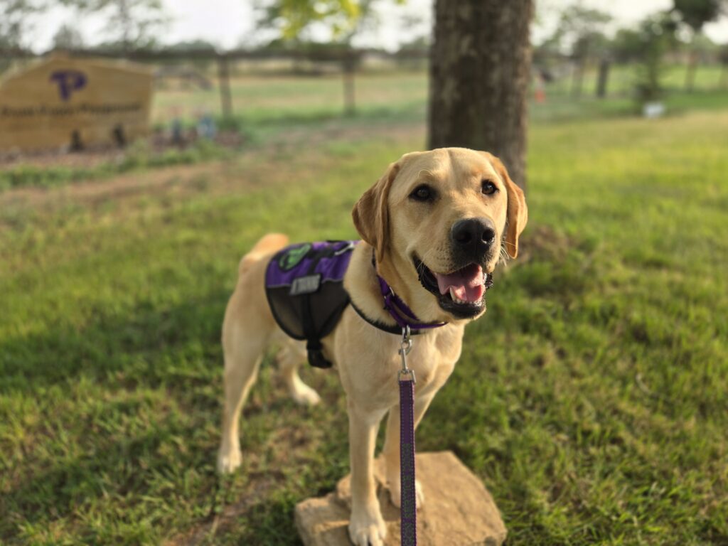 Volunteer Weekend Dog Companion