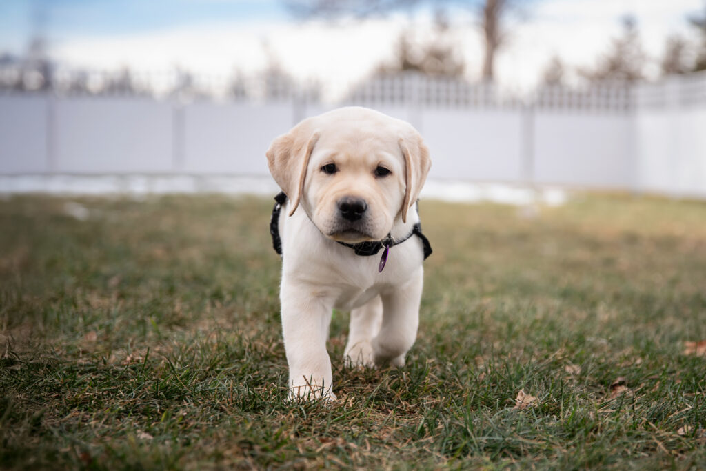Volunteer Puppy Raiser