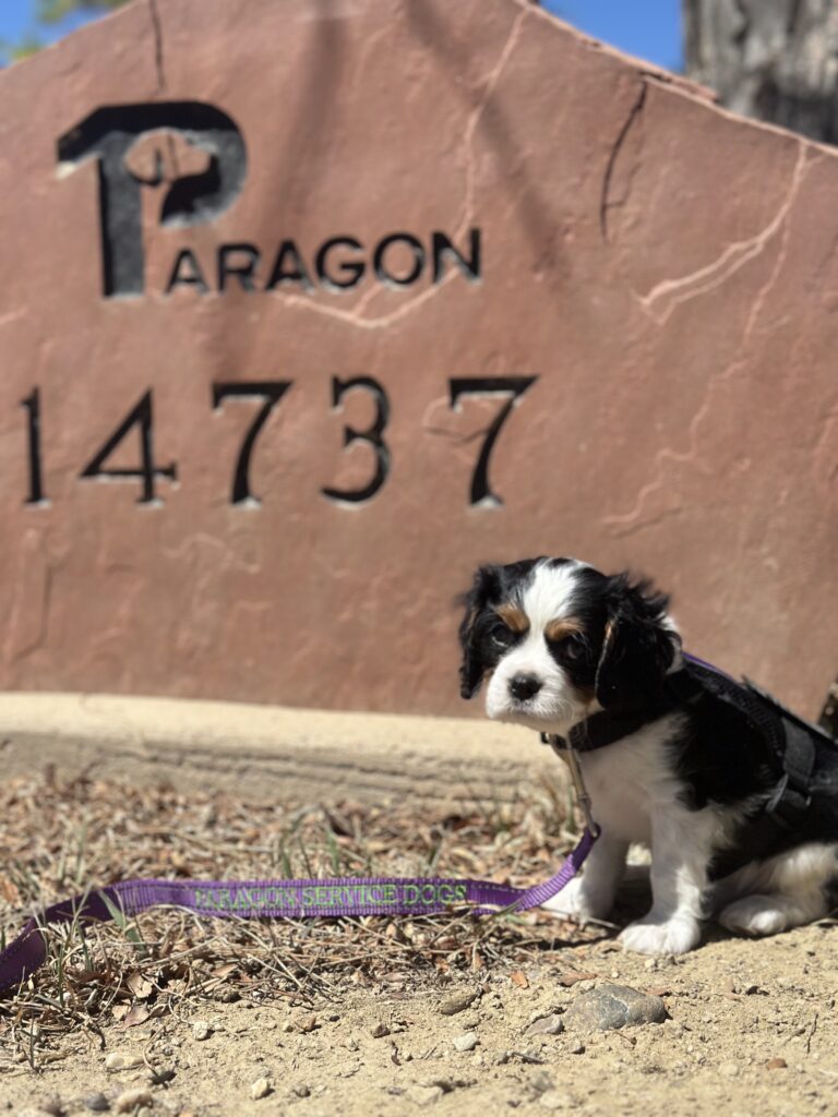 Volunteer Puppy Socializer