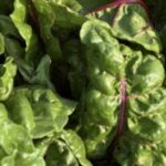Profile photo of Grow Local Colorado